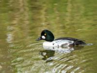 Schellente Männchen